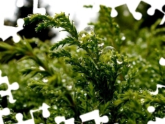 water, Conifers, drops