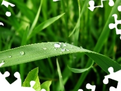 water, grass, drops