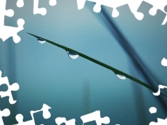 water, grass, drops