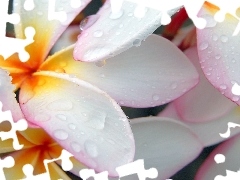 water, Plumeria, drops