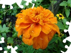 water, Tagetes, drops