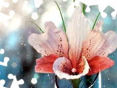 Flower, drops, water, Lily