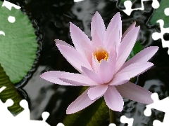 Colourfull Flowers, water, water-lily, Leaf