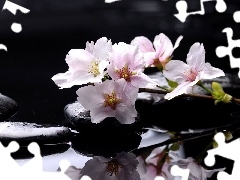 Flowers, Stones, water, Magnolii