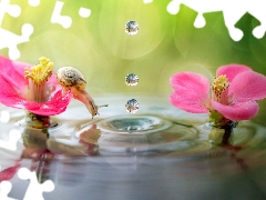 drops, water, Flowers, snail, water