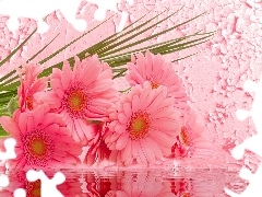 water, Pink, gerberas