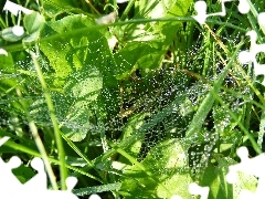 grass, dew, water, drops