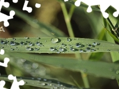 grass, dew, water, drops