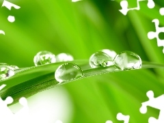 grass, water, Close, drops