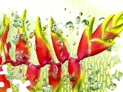 Heliconia, water