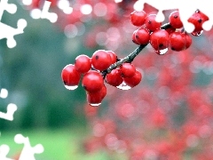 red hot, drops, water, Plant