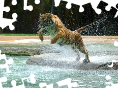 water, tiger, jump