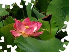 Lotus Flower