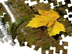 leaf, rock, water, maple