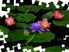 lilies, water