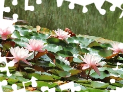 lilies, water