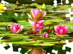 lilies, water