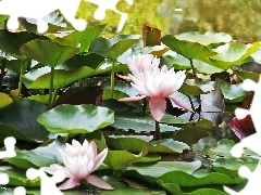 lilies, water