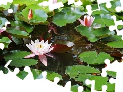 lilies, water