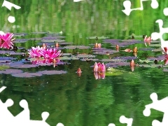 lilies, water