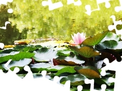 lilies, water