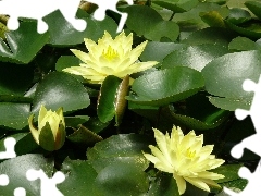 water, Flowers, lilies