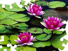 water, Pink, lilies