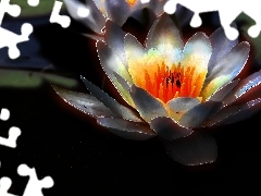 Lily, water