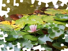 Lily, water