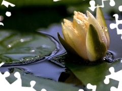 Lily, water