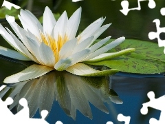 water, Beauty, Lily