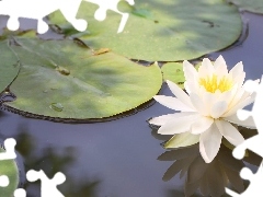 water, White, Lily