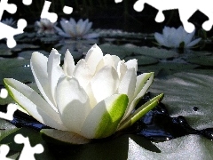 water, White, Lily