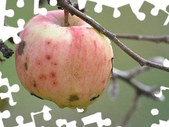 lonely, drop, water, Apple