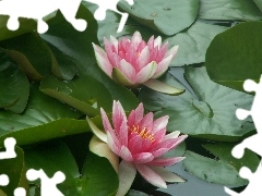 Water lilies, Nenufary