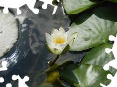 nenuphar, reflection, water, Leaf