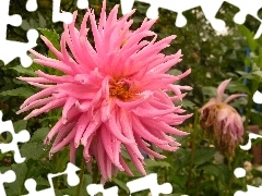 Pink, drops, water, Dalia