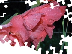 Pink, drops, water, gladiolus