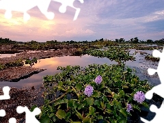 water, plants, pool, rocks, River