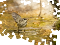 water, Bird, primrose