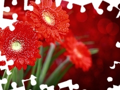 Red, drops, water, gerberas