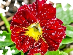 Red, drops, water, pansy