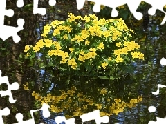 water, marigolds, reflection