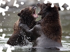 water, bears, rivalry