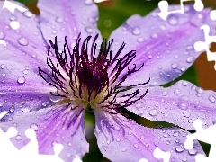 water, drops, Violet, traveller