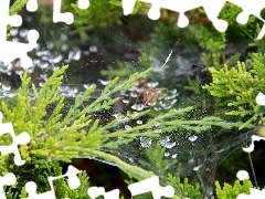 thuja, drops, water, Web