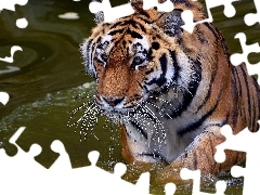 tiger, water