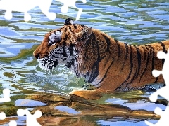 tiger, water