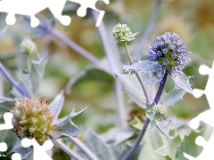 Violet, drop, water, teasel