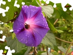 Violet, drops, water, bindweed